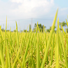 大棚草帘用在保温被的优势